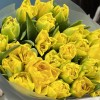 25 желтых пионовидных тюльпанов Маргарита