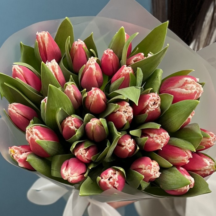 31 махровый тюльпан Нью Санта