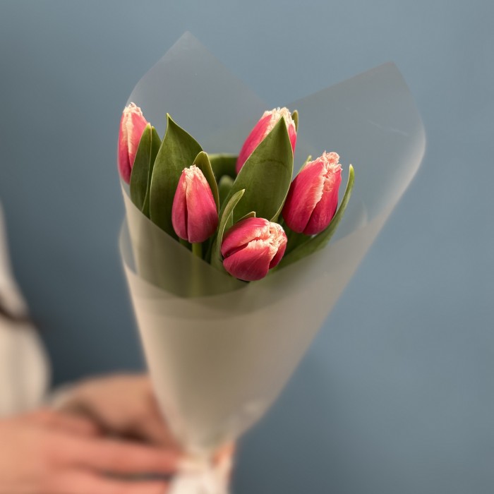 5 махровых тюльпанов Нью Санта