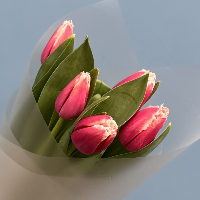 5 махровых тюльпанов Нью Санта