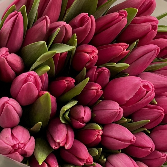 51 малиновый тюльпан Фёрст Стар