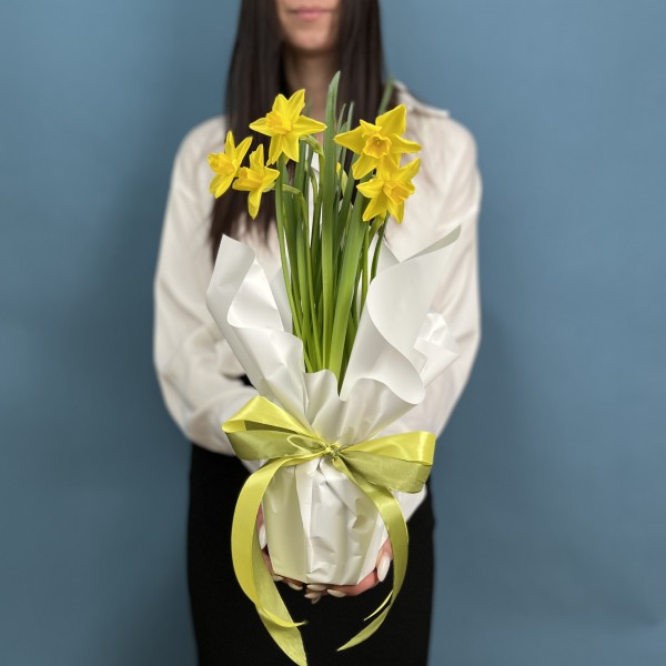 Нарцисс желтый в горшке