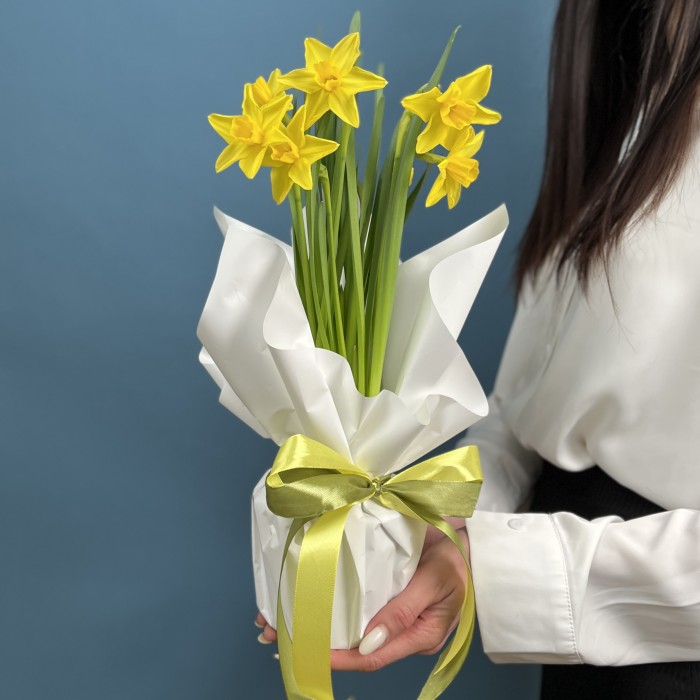 Нарцисс желтый в горшке