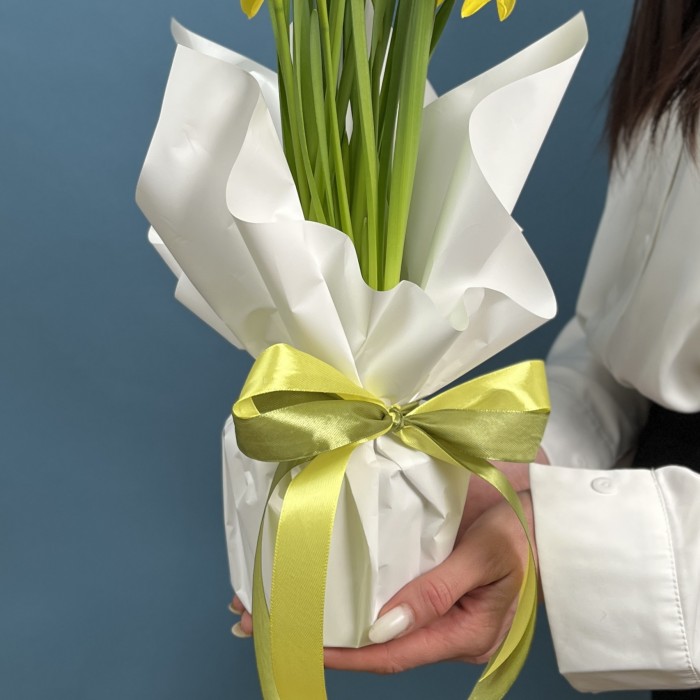 Нарцисс желтый в горшке