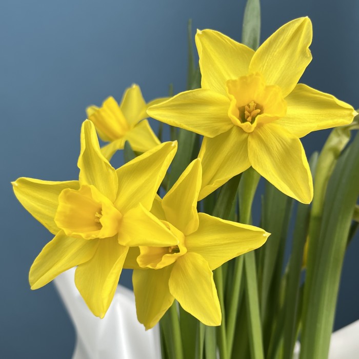 Нарцисс желтый в горшке