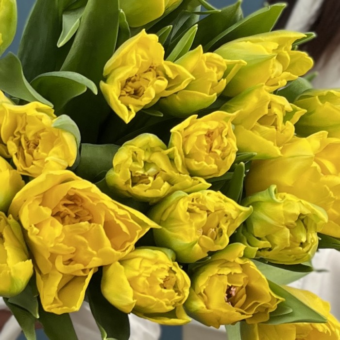 Пионовидные желтые тюльпаны Маргарита