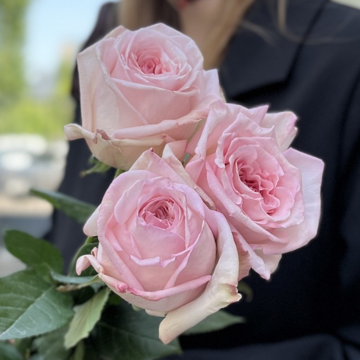 3 ароматные пионовидные розы Пинк Охара 60 см