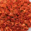 151 оранжевая Роза Копакабана 40 см