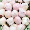 21 розовый пион Ангел Чикс