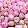 51 нежно-розовый пион Гардения