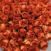 75 оранжевых Роз Копакабана 40 см