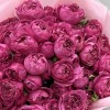 15 кустовых малиновых пионовидных роз Джульетта 40 см