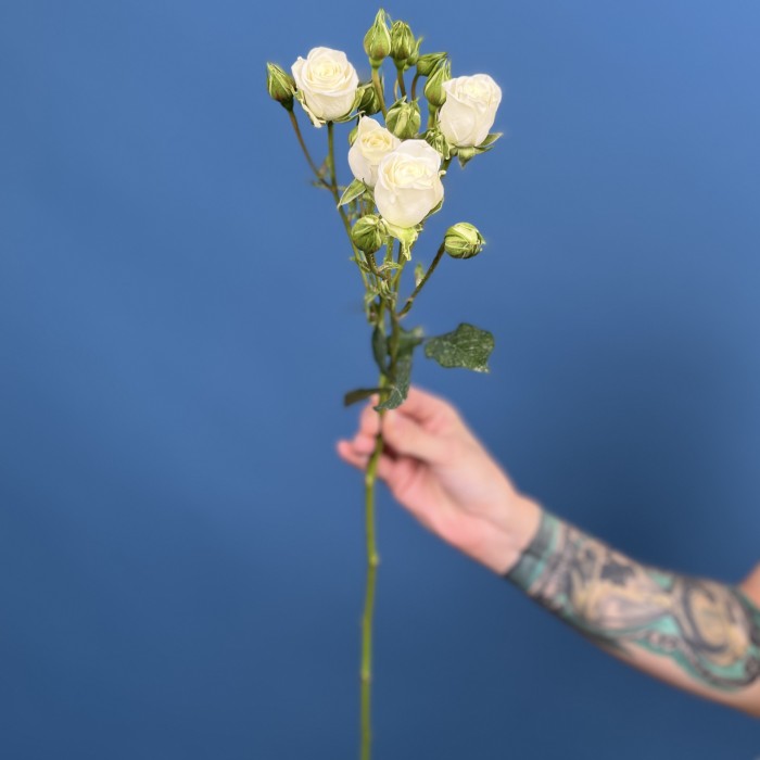 Кустовая белая роза Сноуфлейк 50 см