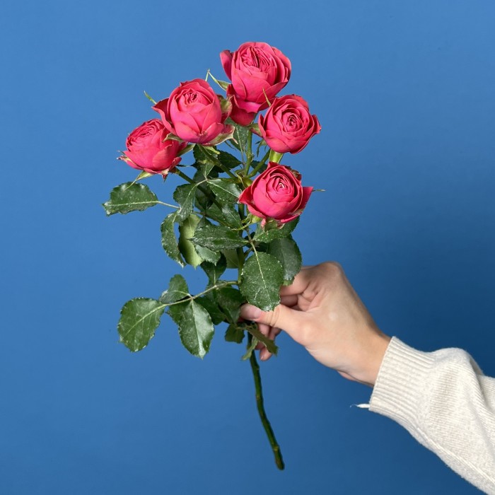 Кустовая пионовидная малиновая роза Гранд Трендсеттер 40 см