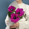 3 малиновых анемона