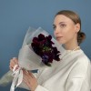5 фиолетовых анемонов