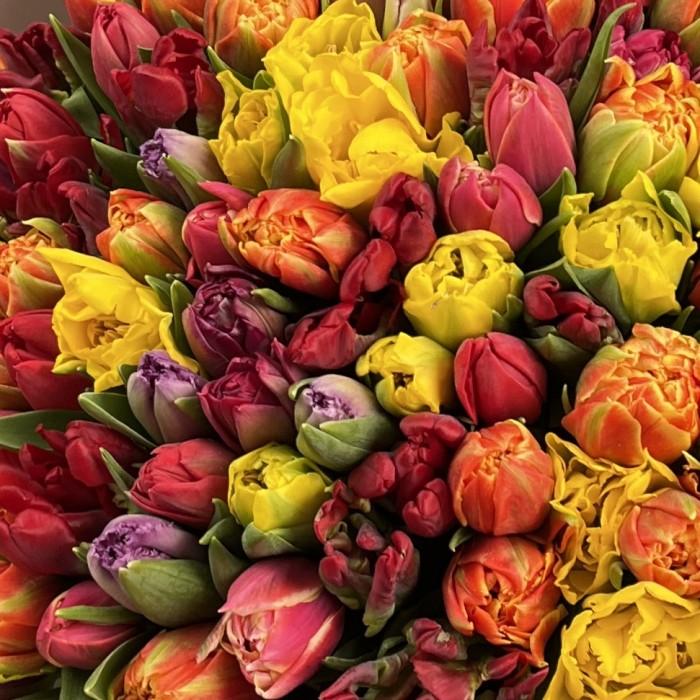 101 пионовидный тюльпан микс