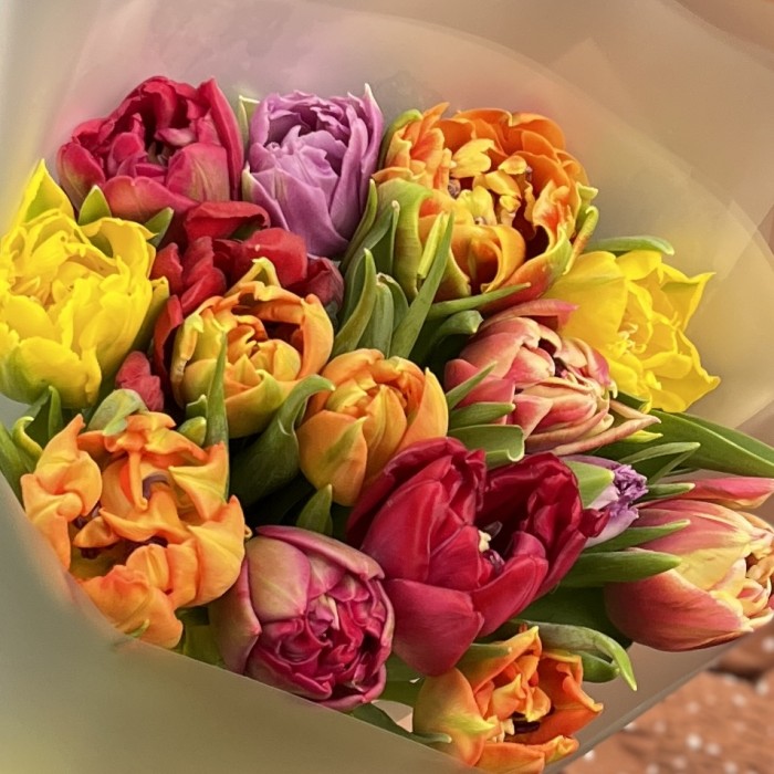 15 пионовидных тюльпанов микс