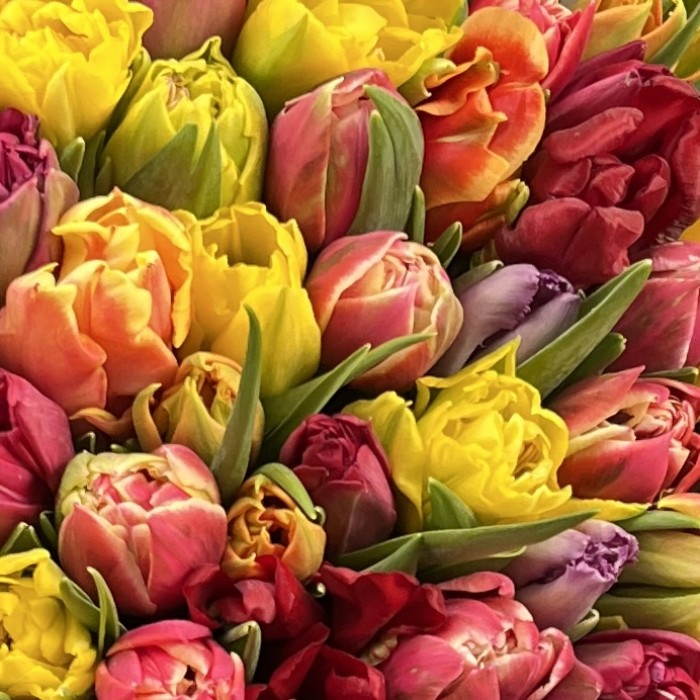 51 пионовидный тюльпан - Яркий микс