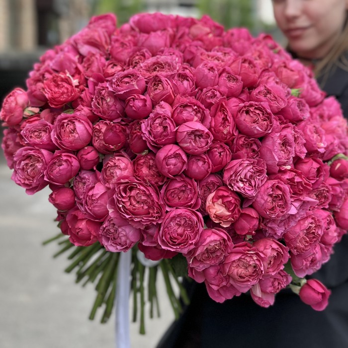 101 кустовая пионовидная роза Вишневая Джульетта