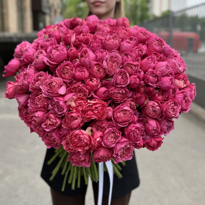 101 кустовая пионовидная роза Вишневая Джульетта