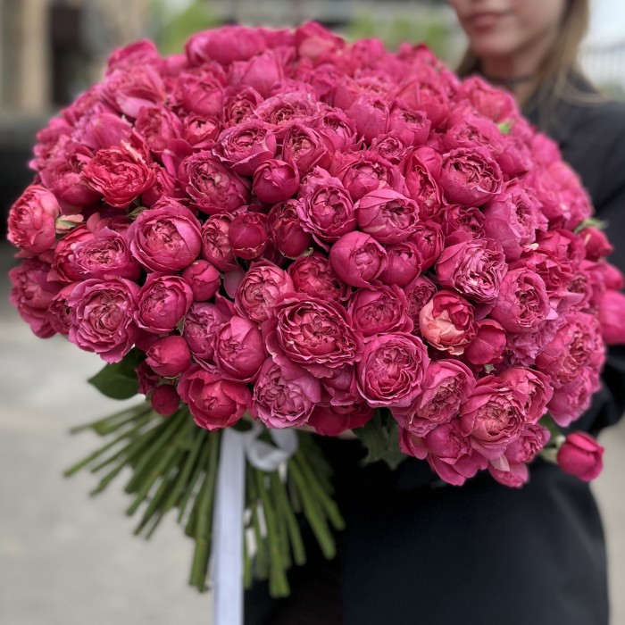 101 кустовая пионовидная роза Вишневая Джульетта