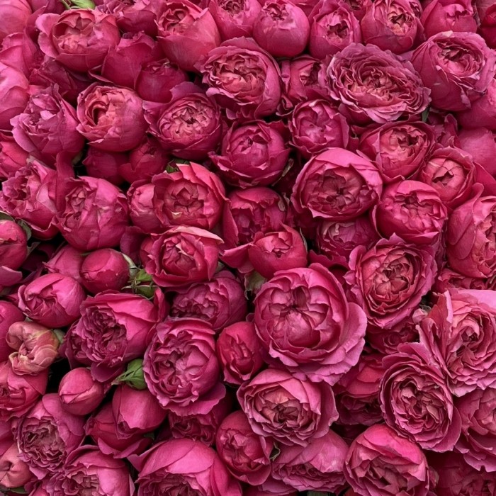 101 кустовая пионовидная роза Вишневая Джульетта