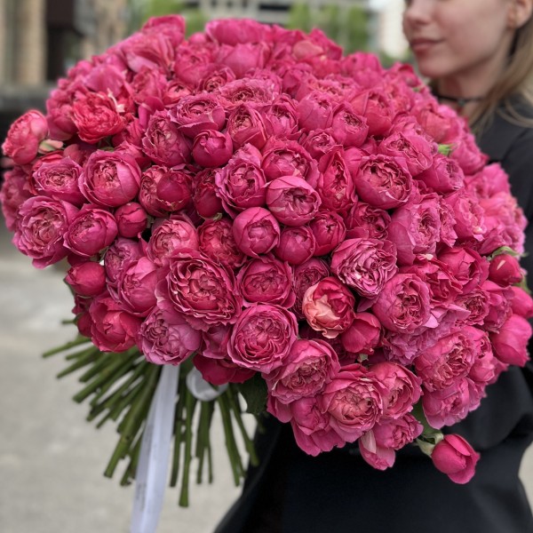 101 кустовая пионовидная роза Вишневая Джульетта