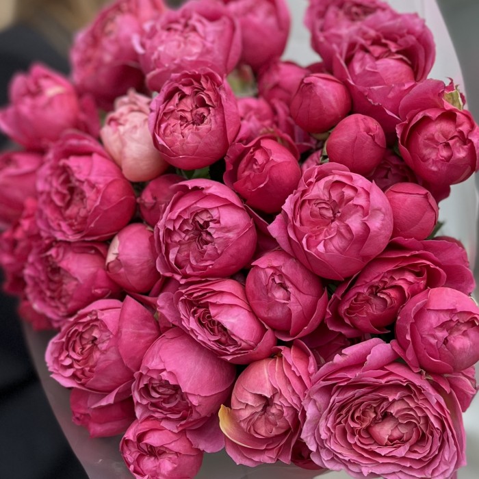 11 кустовых пионовидных роз Вишневая Джульетта