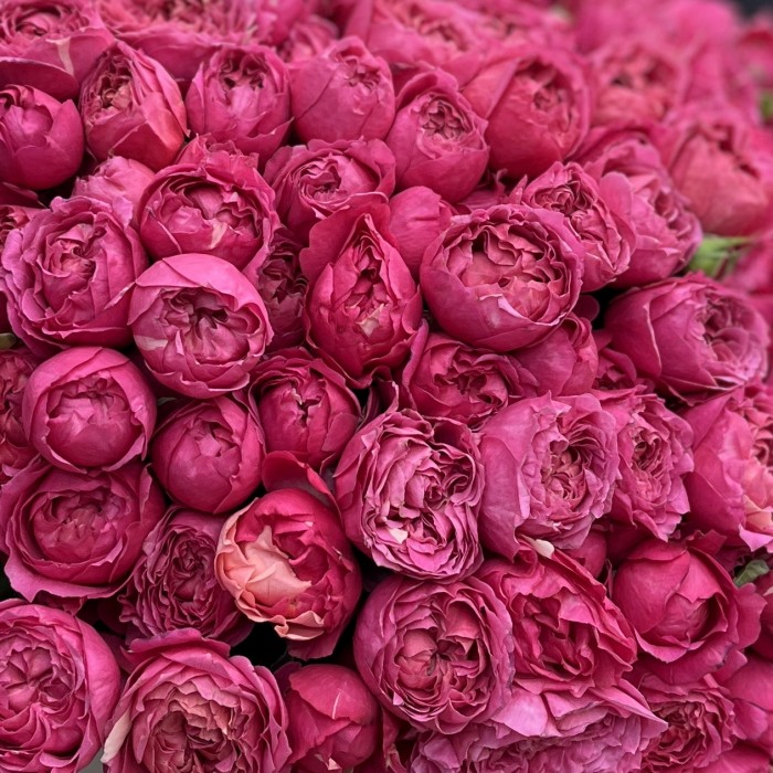 51 кустовая пионовидная роза Вишневая Джульетта