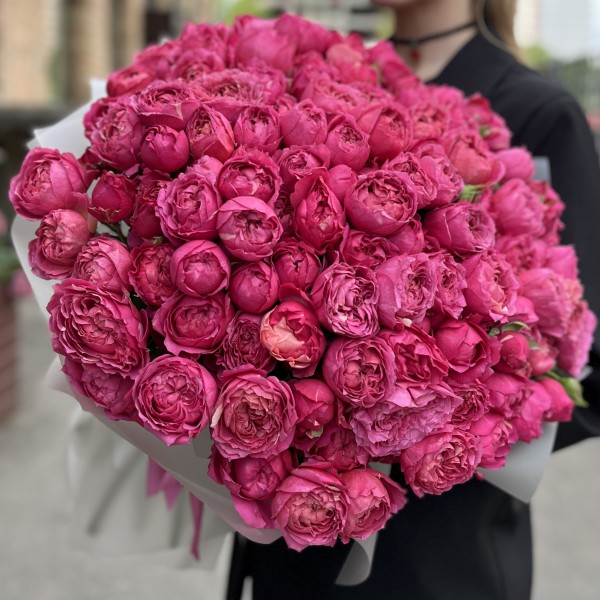 51 кустовая пионовидная роза Вишневая Джульетта