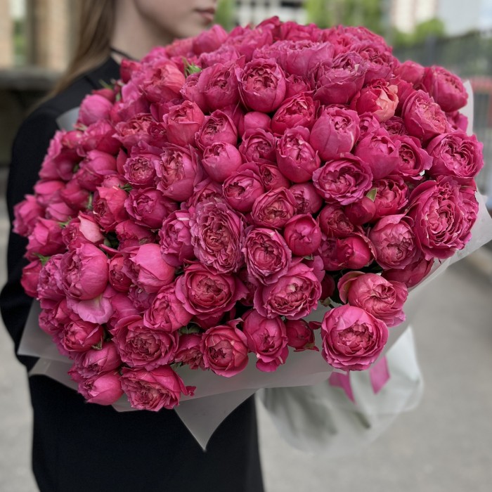 51 кустовая пионовидная роза Вишневая Джульетта