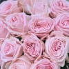 25 ароматных розовых роз Пинк Охара 50 см