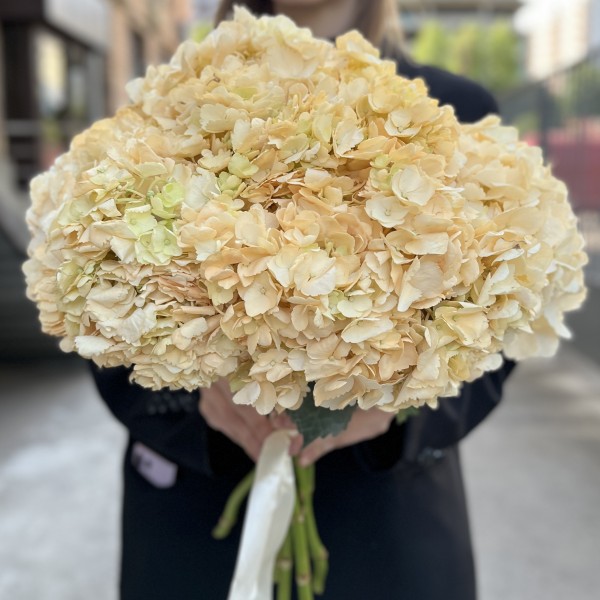 Гортензия Пич