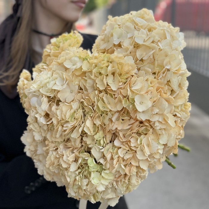 Гортензия Пич