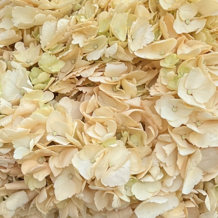 Гортензия Пич