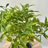 Аукуба 25 см