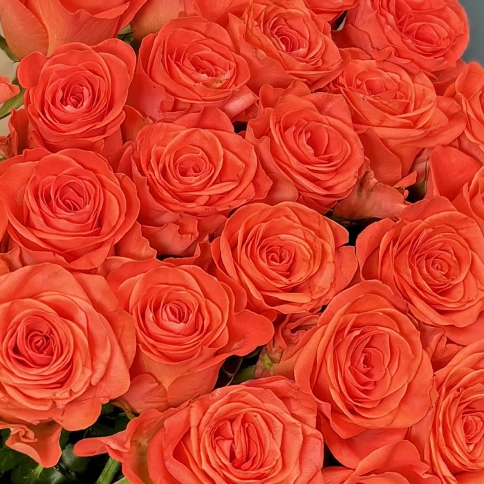 25 оранжевых роз Вау 80 см