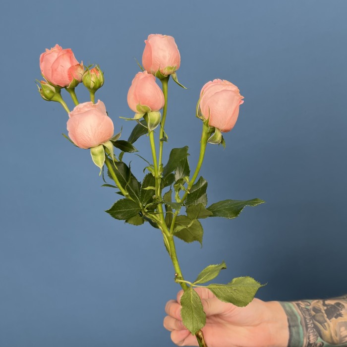 Кустовая пионовидная роза Амэйзинг Мэджик 50 см