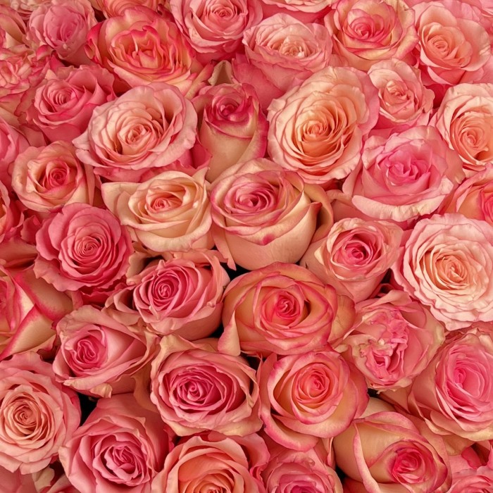 101 розовая роза Микс Алани в коробке