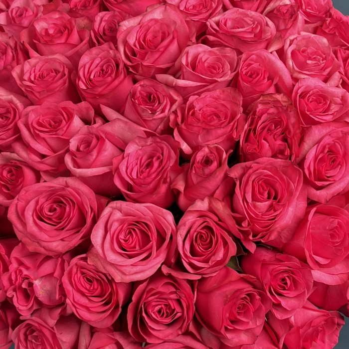 101 малиновая роза Палома Роял в коробке