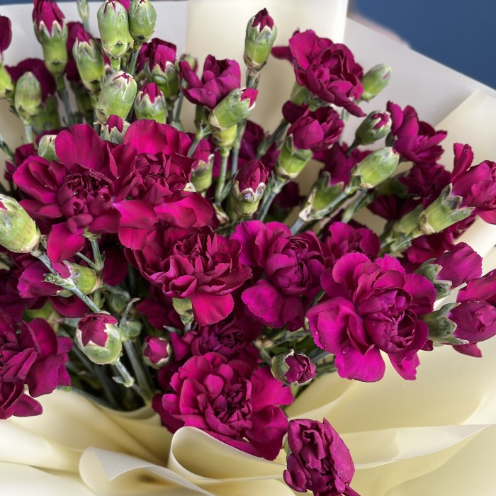 Букет из 25 фиолетовых кустовых гвоздик