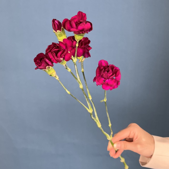 Гвоздика кустовая фиолетовая