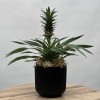 Ананас Амиго