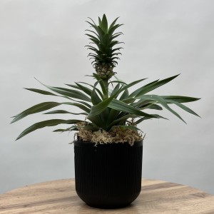 Ананас Амиго