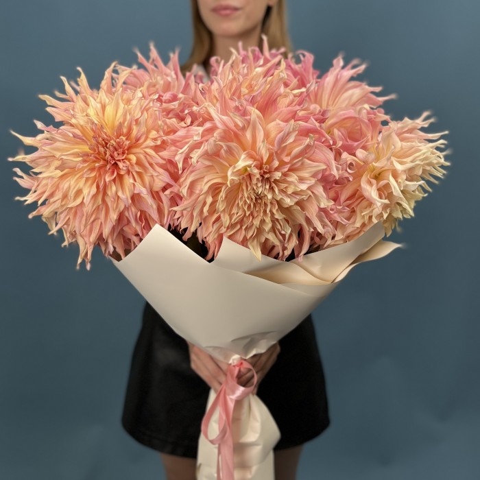 7 пышных персиковых Георгин Вотермелон