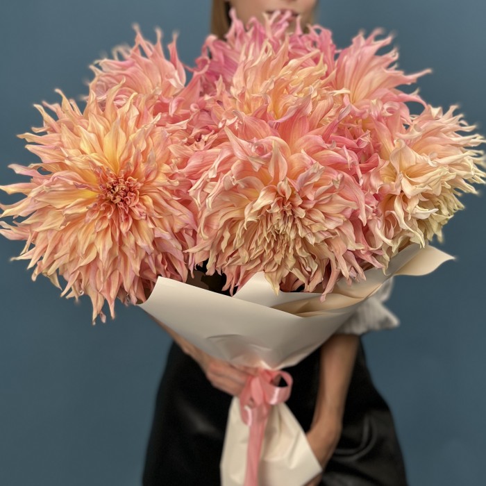 7 пышных персиковых Георгин Вотермелон