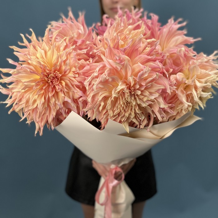 7 пышных персиковых Георгин Вотермелон