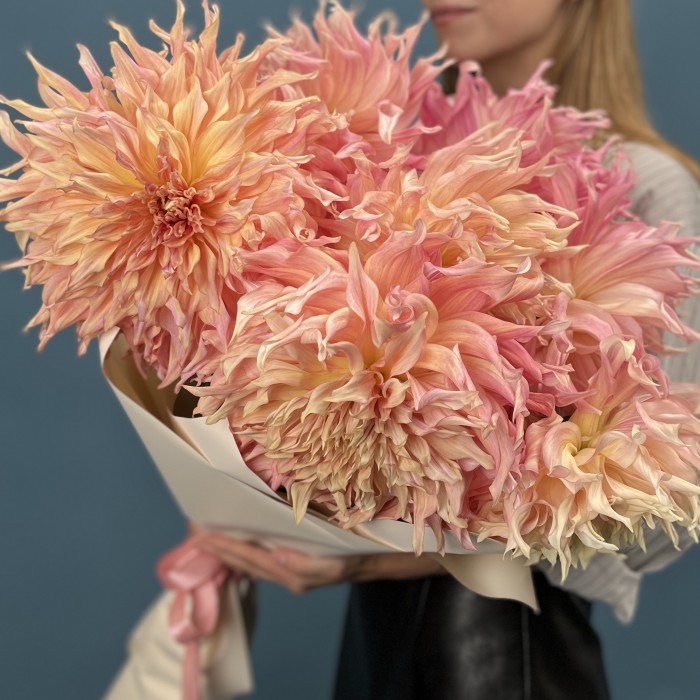 7 пышных персиковых Георгин Вотермелон