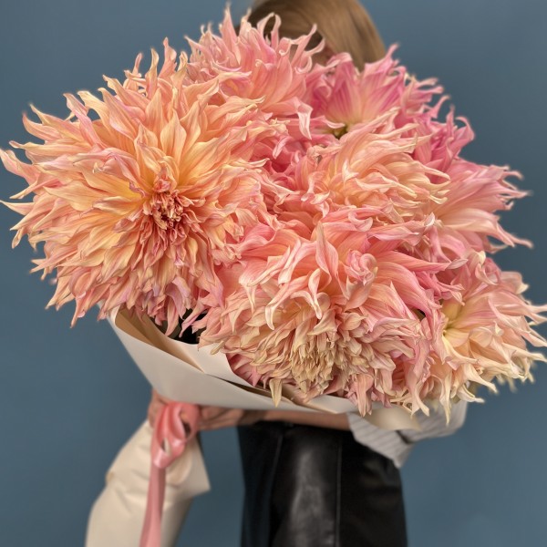 7 пышных персиковых Георгин Вотермелон